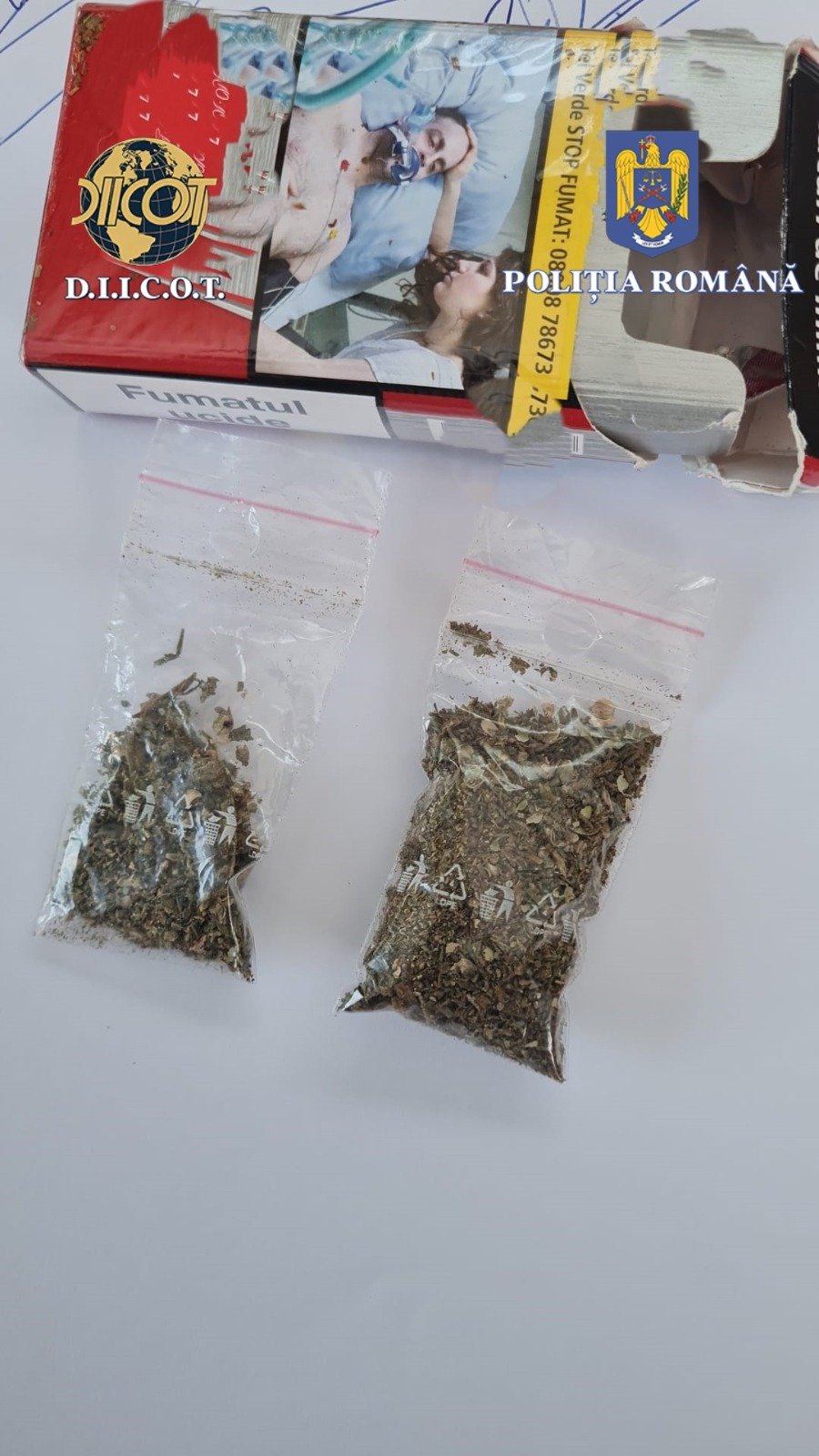 Peste 1.000 de plante de canabis, ridicate în urma a șase percheziții făcute de polițiștii suceveni 1095