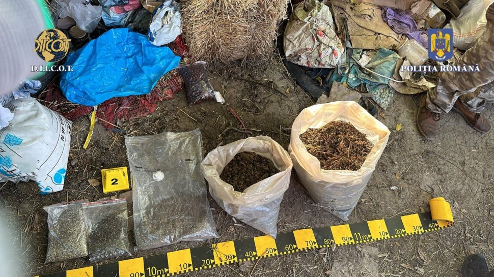 Peste 1.000 de plante de canabis, ridicate în urma a șase percheziții făcute de polițiștii suceveni 1096