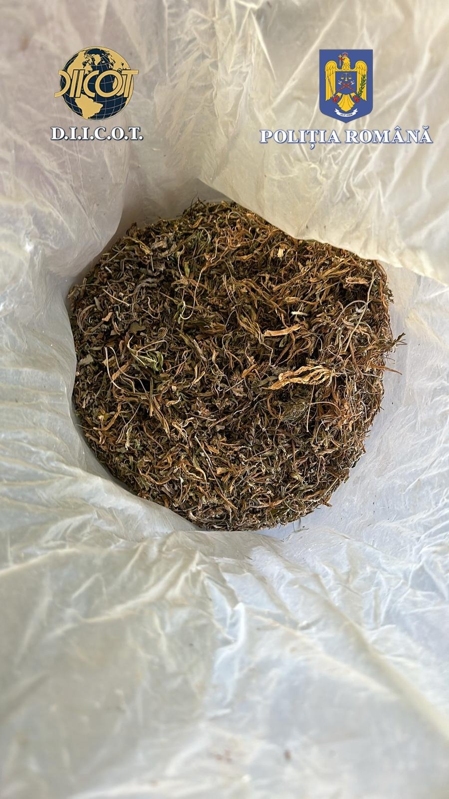 Peste 1.000 de plante de canabis, ridicate în urma a șase percheziții făcute de polițiștii suceveni 1097