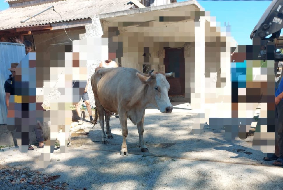 Salvarea unei bovine din mediu ostil în comuna Icușești