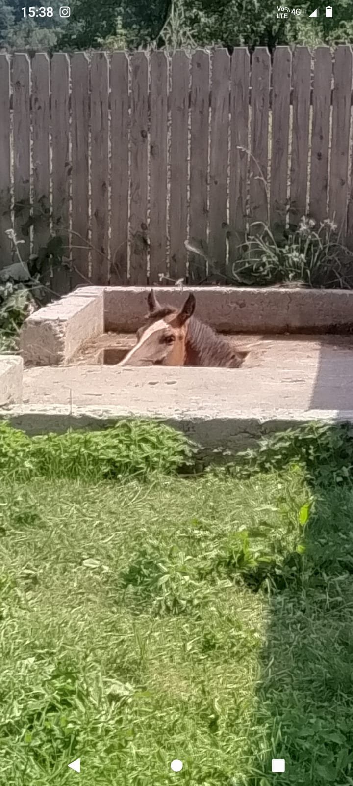 Misiune de salvare a unui cal căzut într-un beci din Leghin