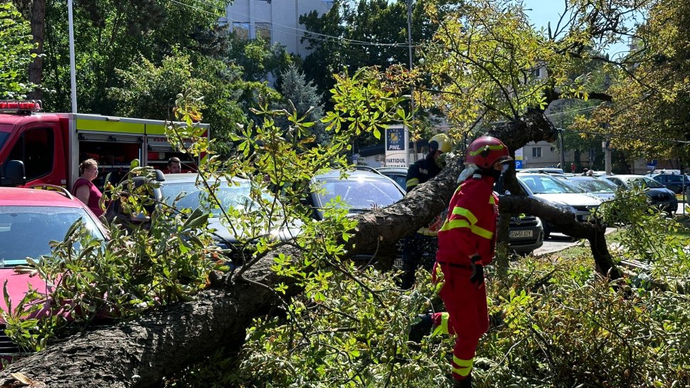 O familie a scăpat nevătămată după ce un copac s-a prăbușit 