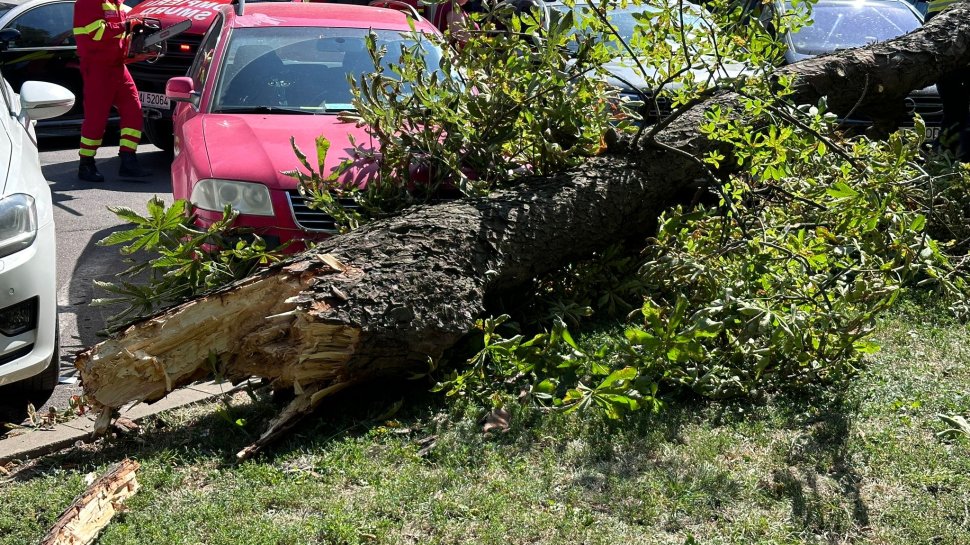 O familie a scăpat nevătămată după ce un copac s-a prăbușit  1724
