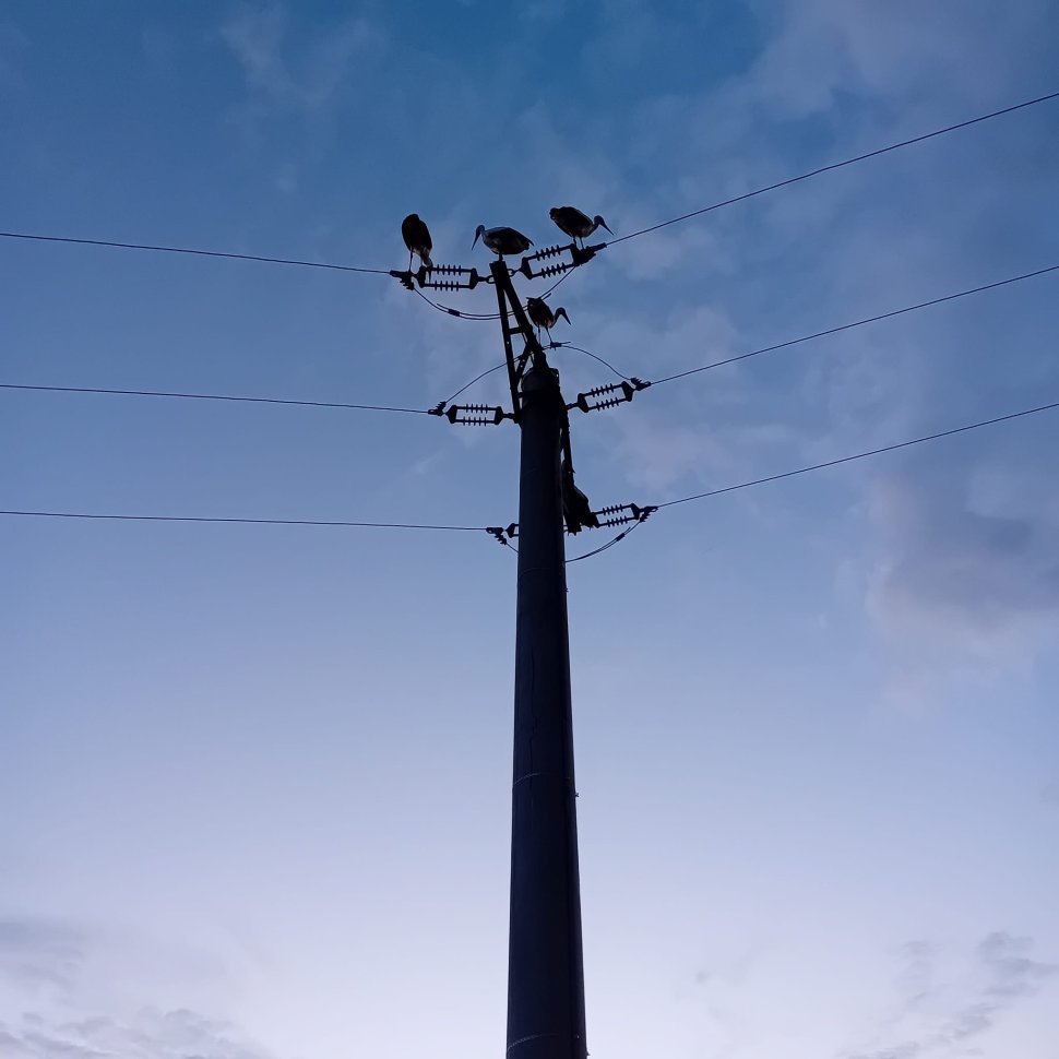 Patru pui de barză electrocutați, la Baia 1814