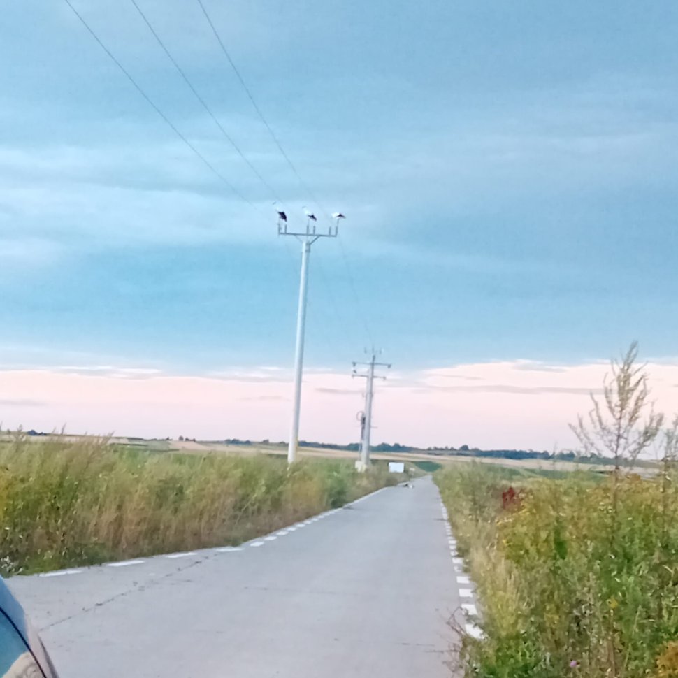 Patru pui de barză electrocutați, la Baia 1815