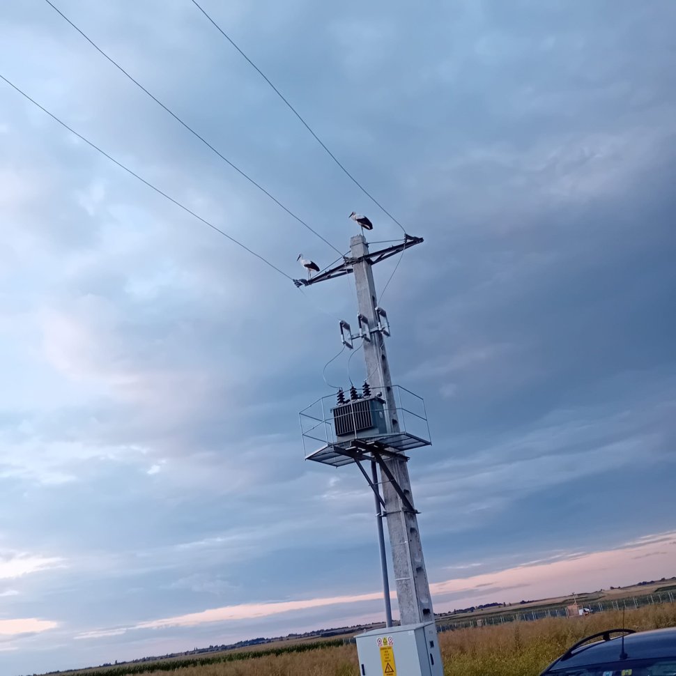 Patru pui de barză electrocutați, la Baia 1816