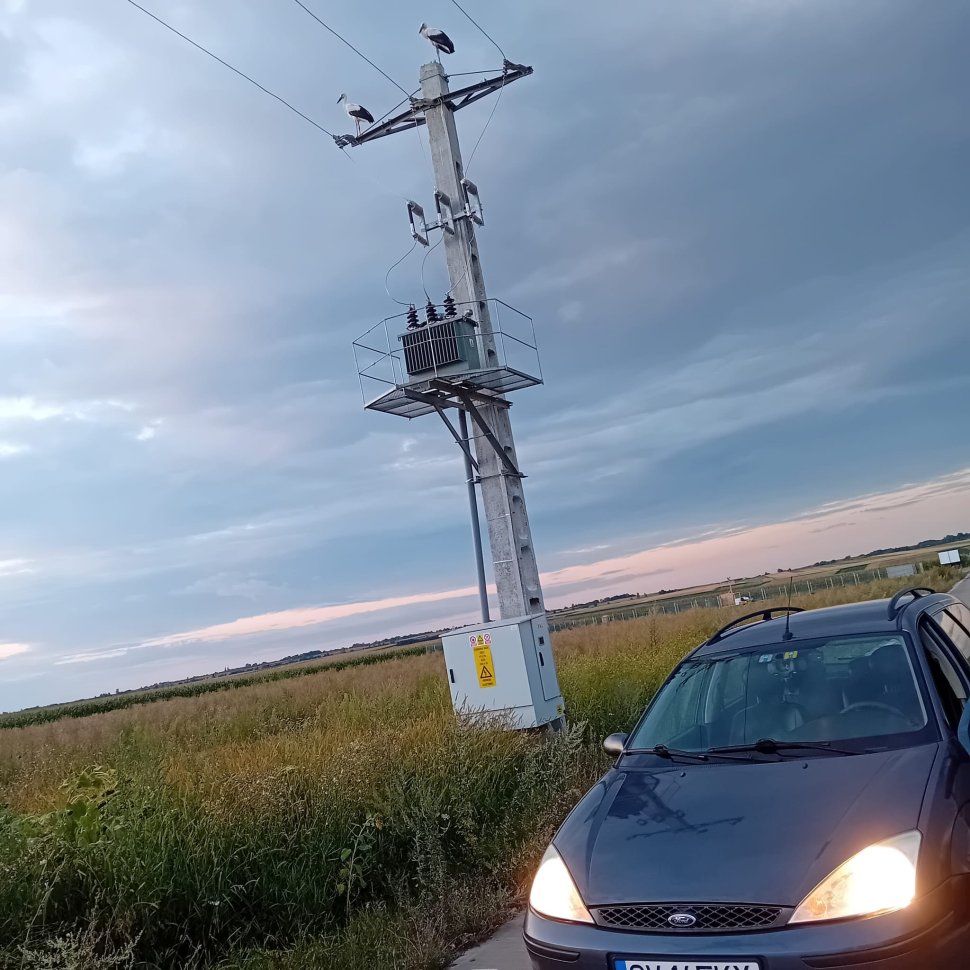 Patru pui de barză electrocutați, la Baia 1817