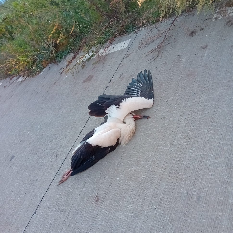 Patru pui de barză electrocutați, la Baia 1818