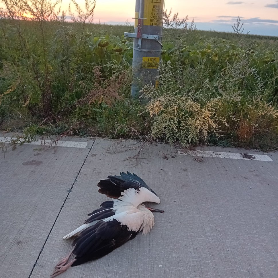 Patru pui de barză electrocutați, la Baia 1819