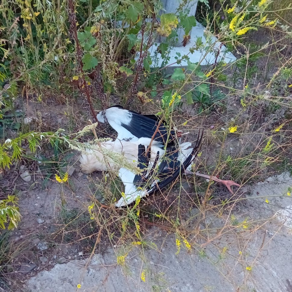 Patru pui de barză electrocutați, la Baia 1820