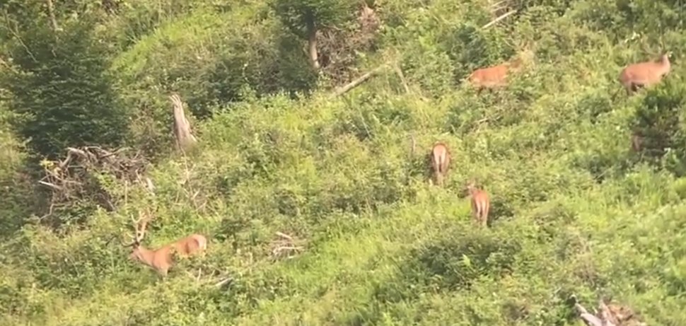 Poiana Cerbilor de la Broșteni, atracție pentru turiști