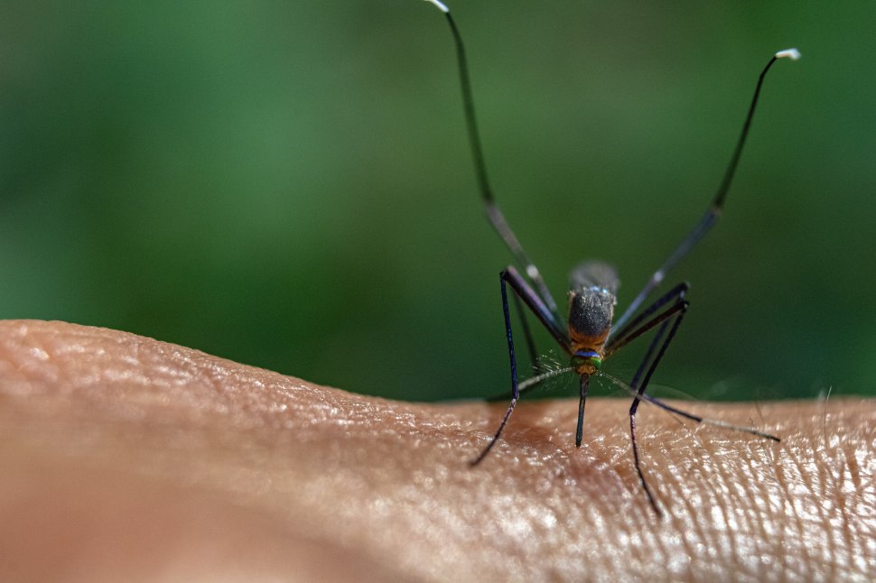 Trei cazuri de meningită cu virusul West Nile, confirmate la Suceava