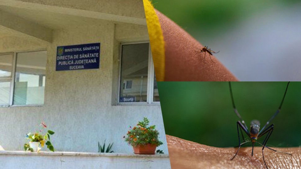 Virusul West Nile a alertat Direcția de Sănătate Publică Suceava