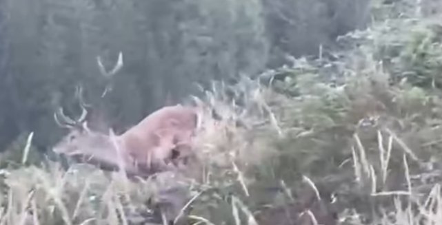 Cerbul din Munții Sucevei, filmat în habitatul său natural de un silvicutor  2997