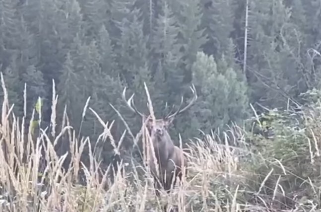 Cerbul din Munții Sucevei, filmat în habitatul său natural de un silvicutor 