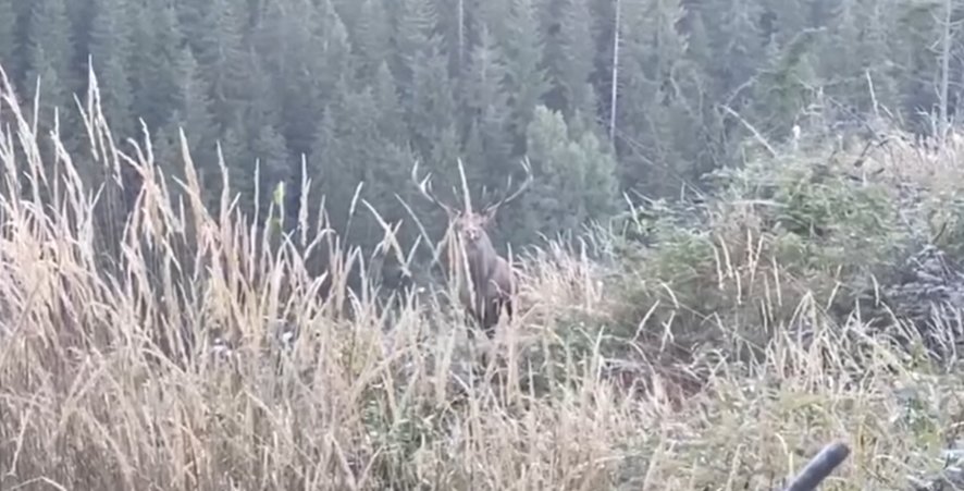 Cerbul din Munții Sucevei, filmat în habitatul său natural de un silvicutor  2999