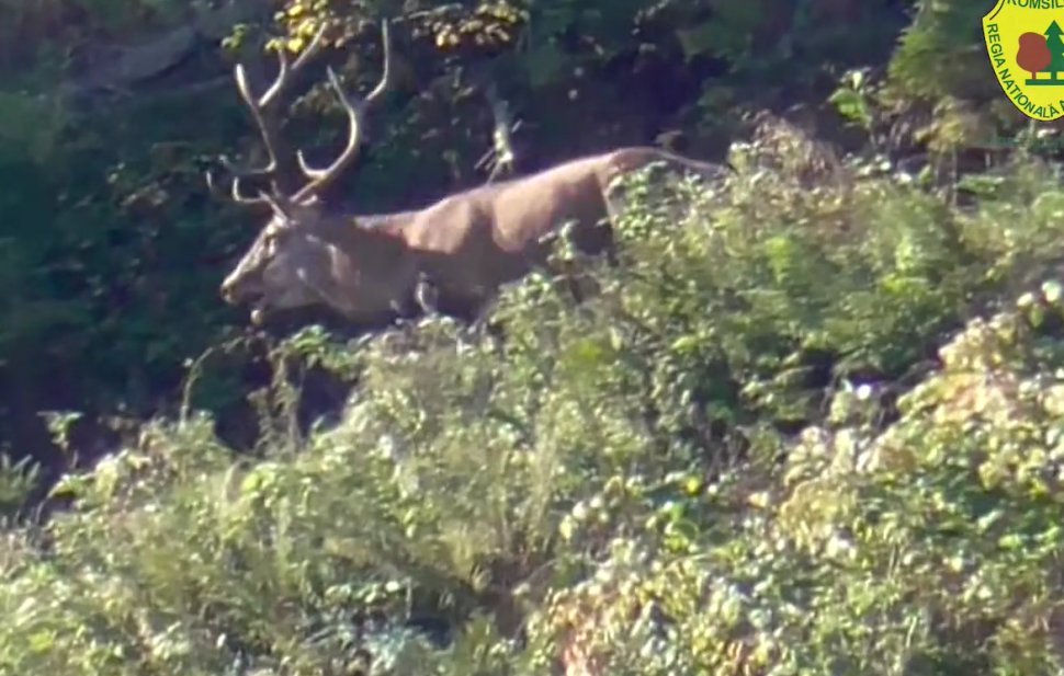 Luptă între doi cerbi, într-o pădure din Broșteni, în timpul boncănitului 3168