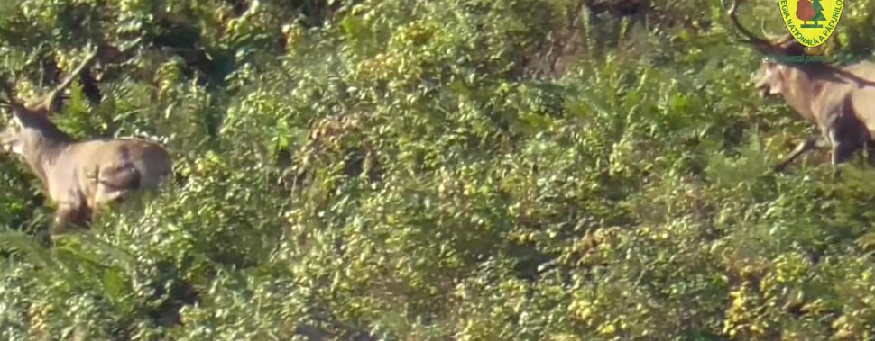 Luptă între doi cerbi, într-o pădure din Broșteni, în timpul boncănitului 3169