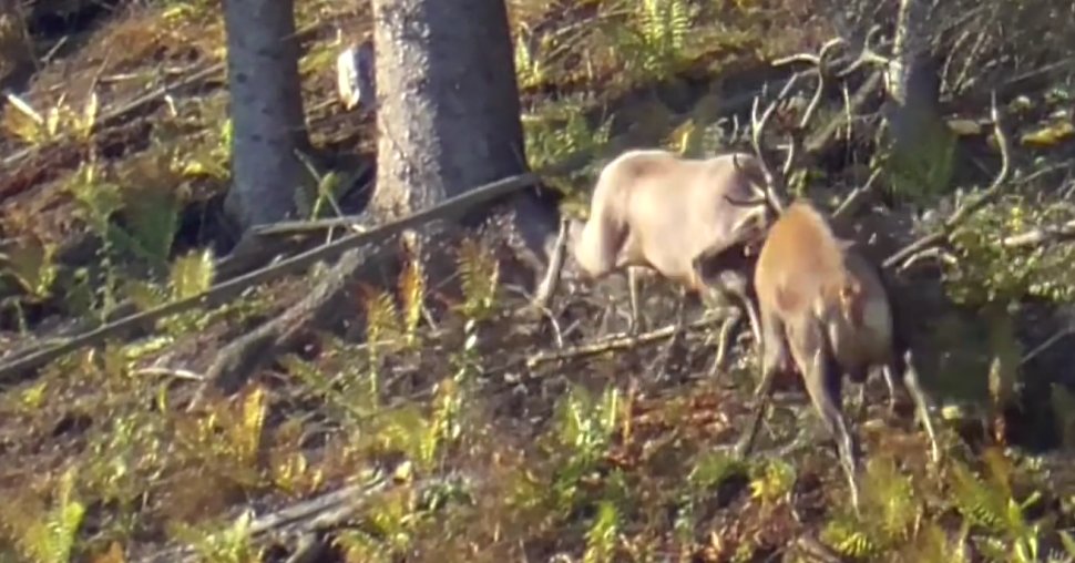 Luptă între doi cerbi, într-o pădure din Broșteni, în timpul boncănitului 3170