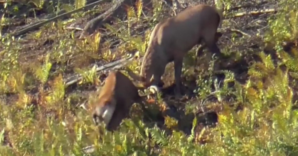 Luptă între doi cerbi, într-o pădure din Broșteni, în timpul boncănitului 3171