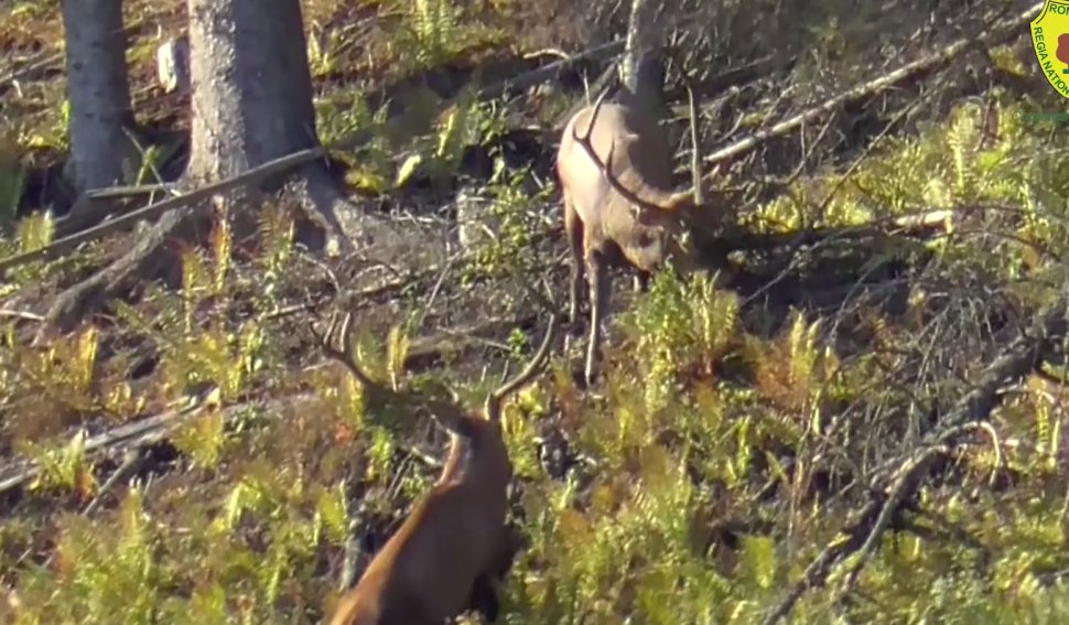 Luptă între doi cerbi, într-o pădure din Broșteni, în timpul boncănitului 3172