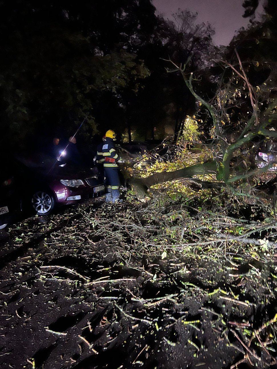 Două mașini au fost avariate, după ce un copac a căzut pe Aleea Nucului 3462