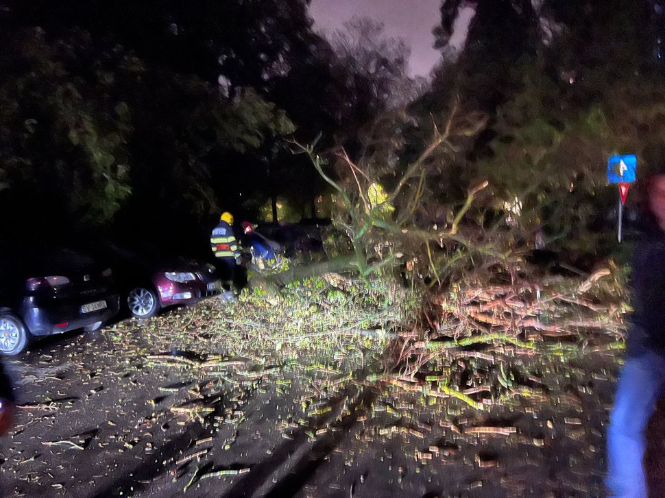 Două mașini au fost avariate, după ce un copac a căzut pe Aleea Nucului 3463