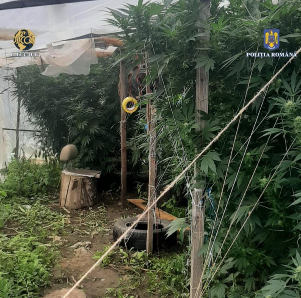 Percheziții și arestări în Neamț pentru trafic de droguri 3696