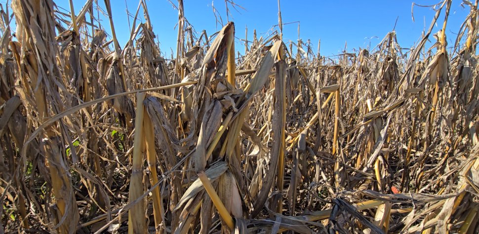 Seceta din acest an a distrus recolta din Suceava 3743