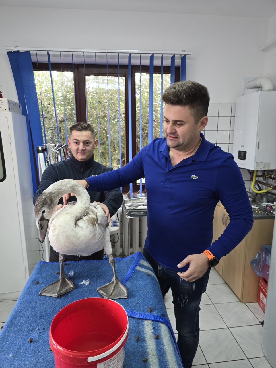 Lebăda rănită, îngrijită și eliberată de eroii în uniformă 3994