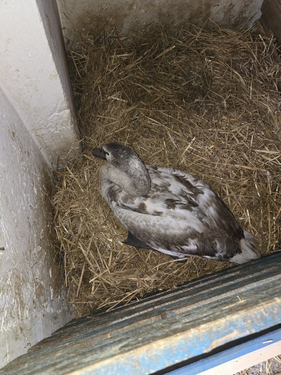 Lebăda rănită, îngrijită și eliberată de eroii în uniformă 3995