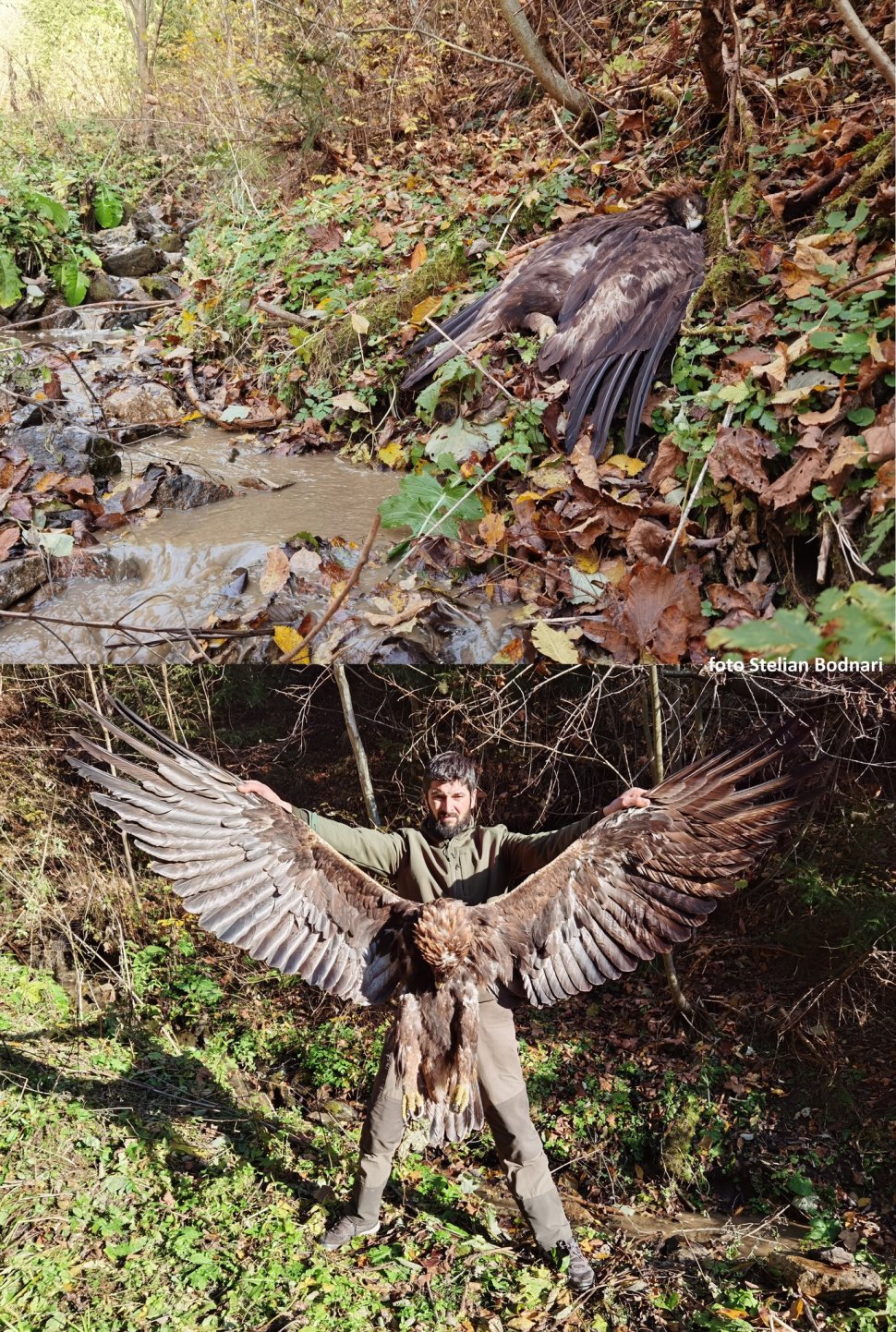 Wild Bucovina investighează moartea Lucinei, simbol al acvilelor de munte în Europa