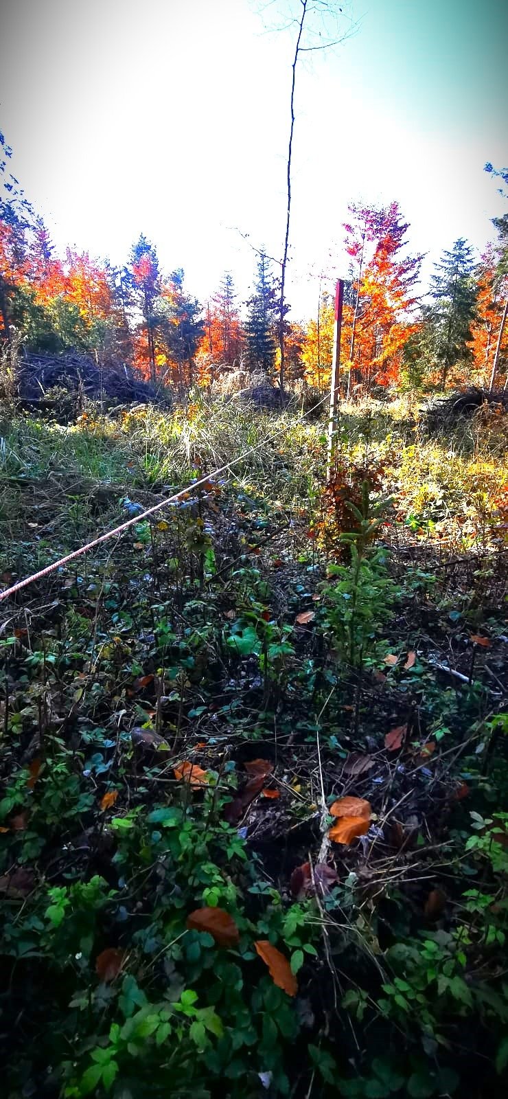 Pădurile din Suceava: Lucrări de regenerare monitorizate atent de silvicultori 5387