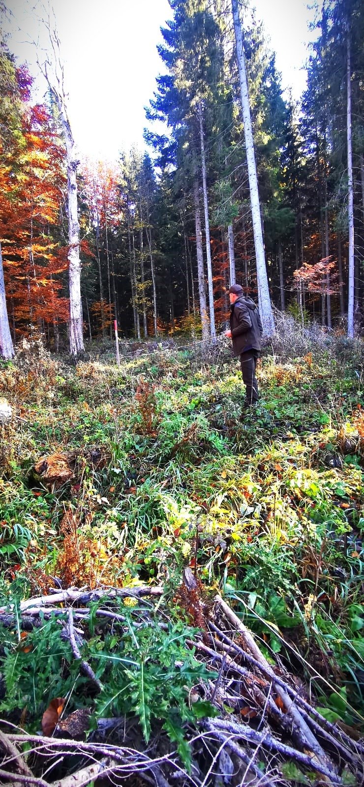 Pădurile din Suceava: Lucrări de regenerare monitorizate atent de silvicultori 5388