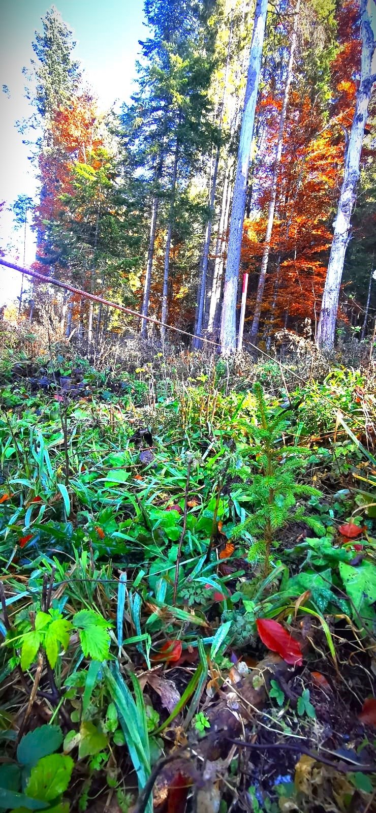 Pădurile din Suceava: Lucrări de regenerare monitorizate atent de silvicultori 5389