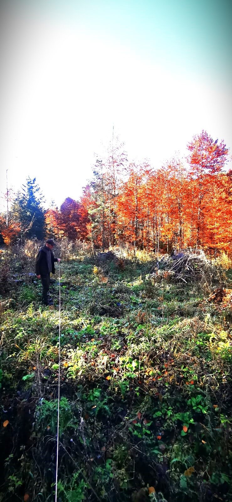 Pădurile din Suceava: Lucrări de regenerare monitorizate atent de silvicultori 5391