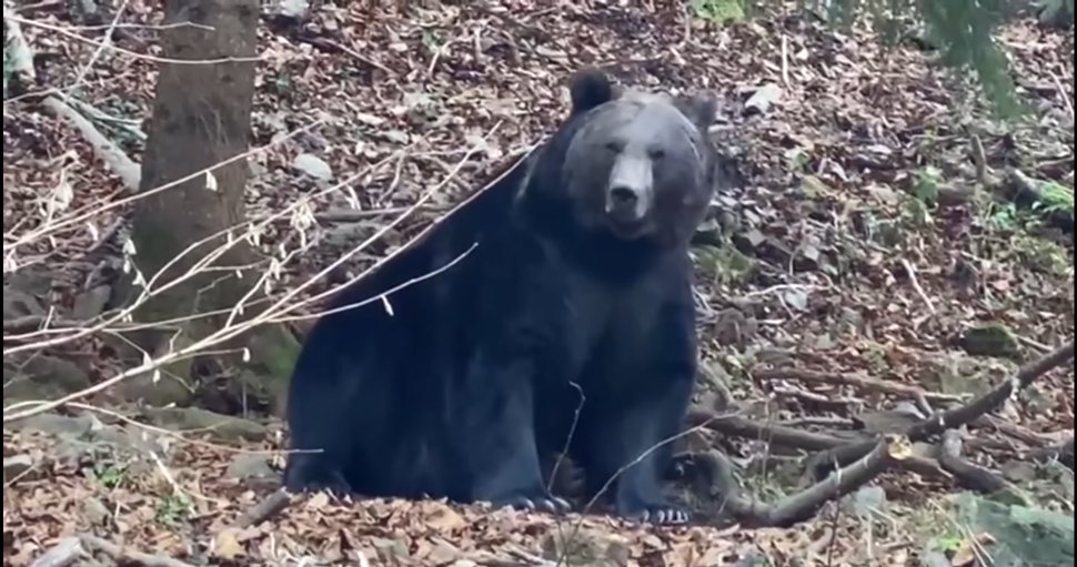 Întâlnire de poveste cu un urs impresionant, surprins în pădurile din Suceava