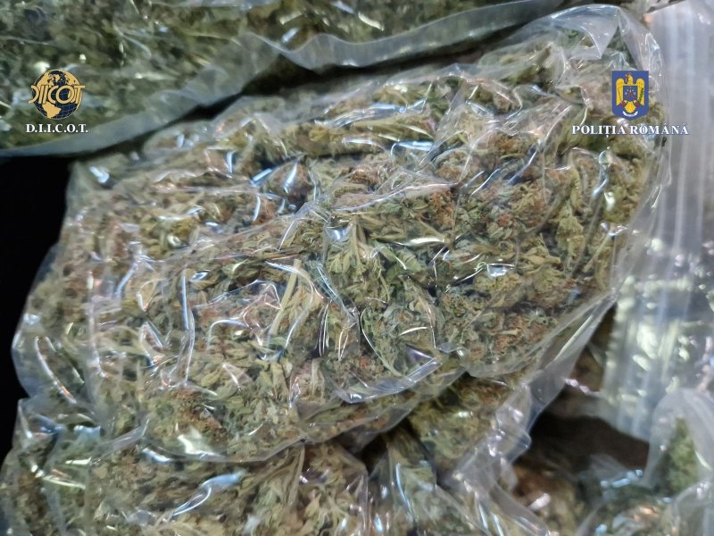 Operațiunea „BLIZZARD” – Poliția Română confiscă droguri și arme, 117 persoane arestate preventiv 6025