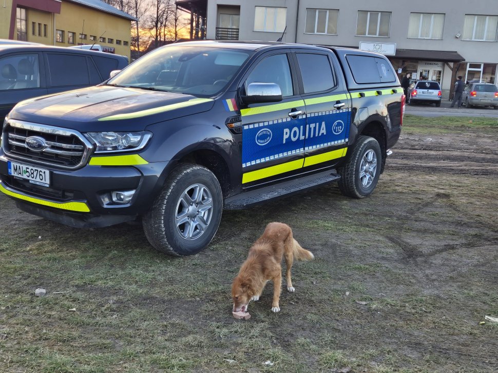 Acțiuni de informare a cetățenilor cu privire la protecția animalelor; cadouri pentru cei mici și hrană pentru necuvântătoare 7231