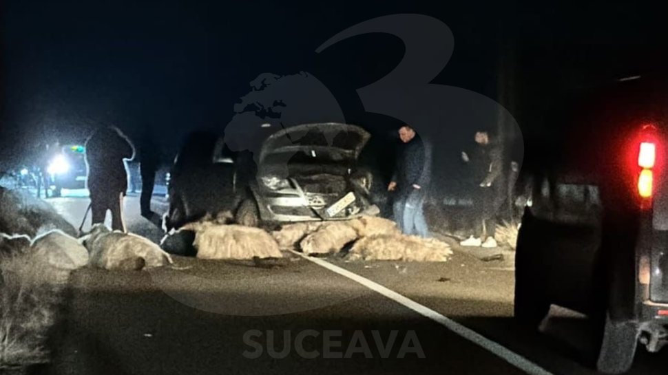 Accident rutier neobișnuit lângă Fălticeni: autoturism grav avariat și pierderi în rândul ovinelor 7549