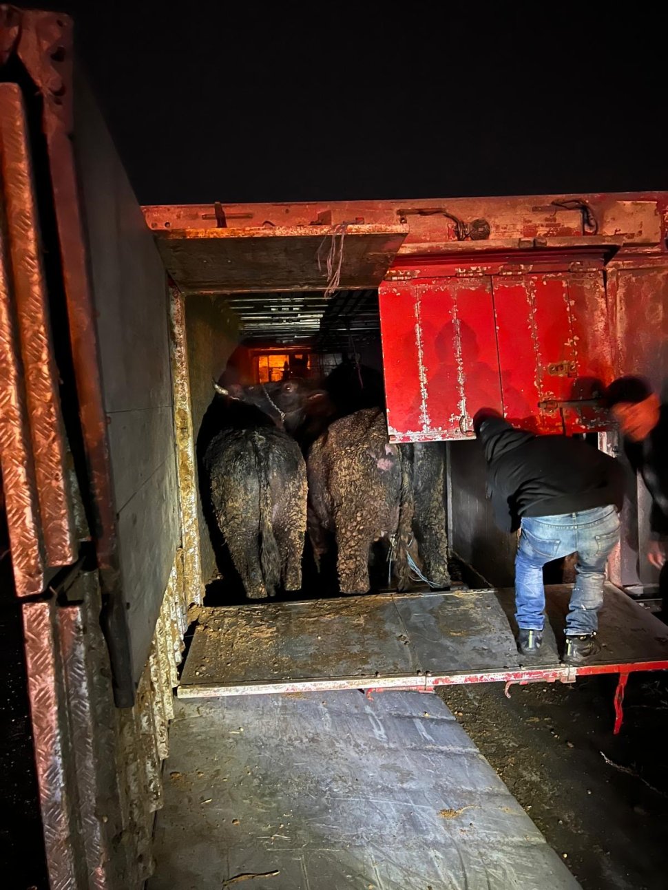 Tir cu animale răsturnat la pe E85, la Spătărești  7741