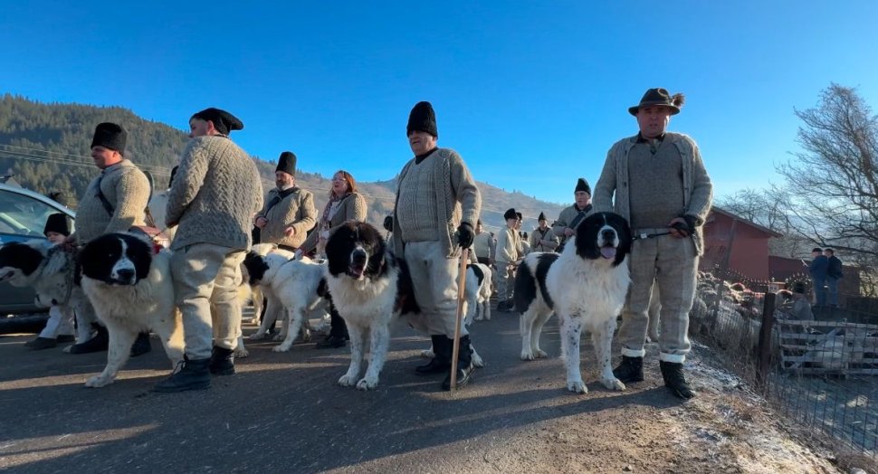 Ciobănescul de Bucovina, paradă impresionantă la Stulpicani 7839