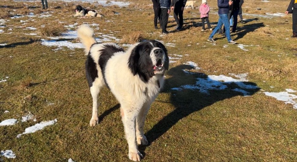 Ciobănescul de Bucovina, paradă impresionantă la Stulpicani 7840