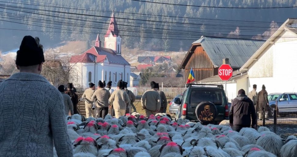 Ciobănescul de Bucovina, paradă impresionantă la Stulpicani 7842
