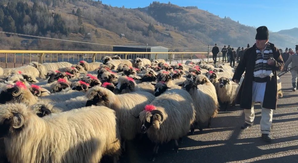 Ciobănescul de Bucovina, paradă impresionantă la Stulpicani 7843