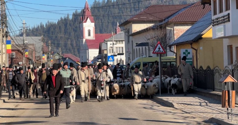 Ciobănescul de Bucovina, paradă impresionantă la Stulpicani 7844