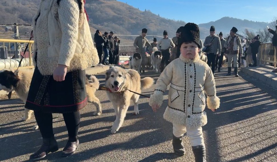 Ciobănescul de Bucovina, paradă impresionantă la Stulpicani 7845