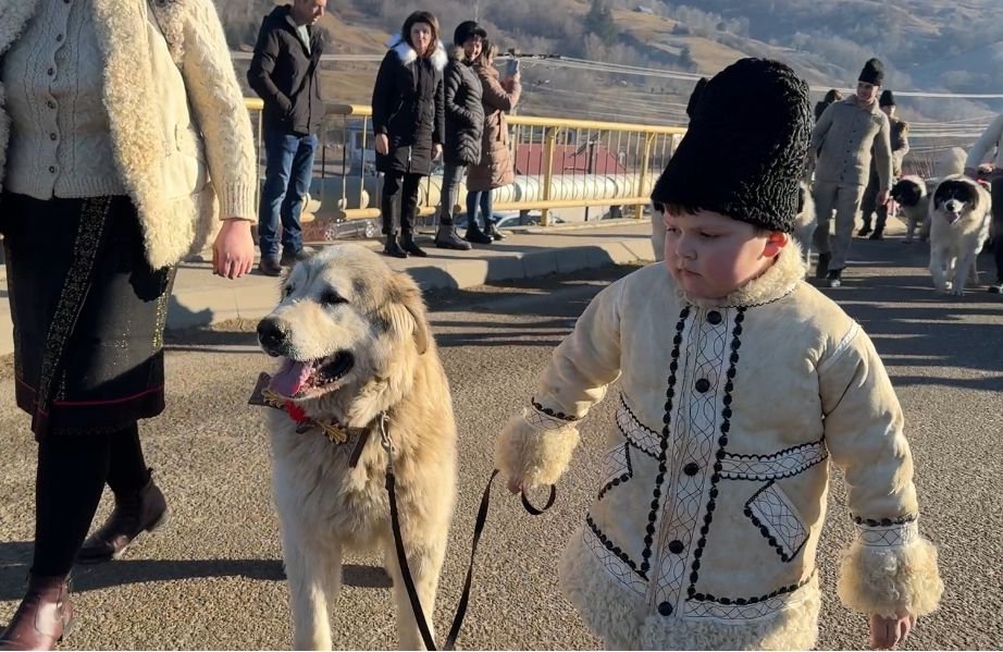 Ciobănescul de Bucovina, paradă impresionantă la Stulpicani 7846
