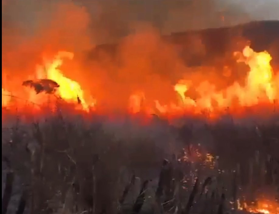 Incendii de vegetație uscată în Suceava 9072