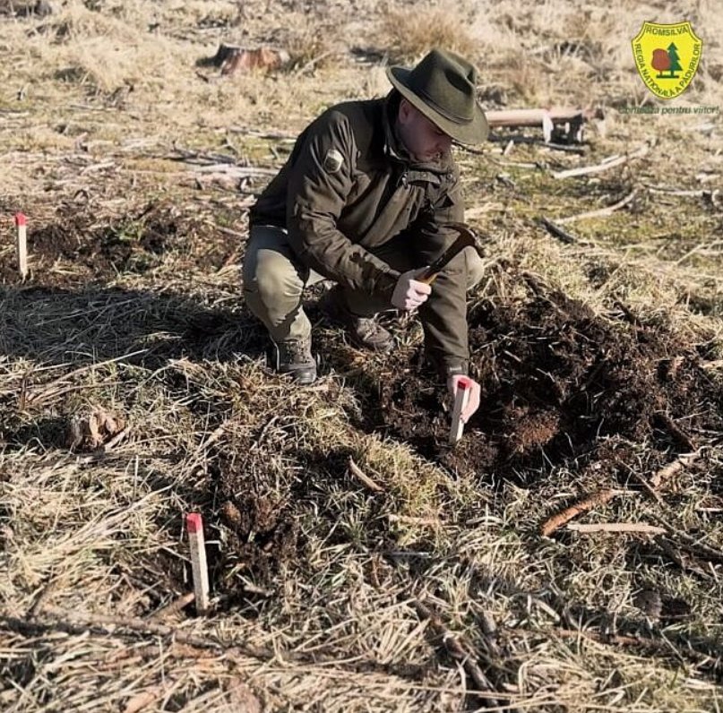 Ocolul Silvic Pătrăuți demarează lucrările de reîmpădurire 9063